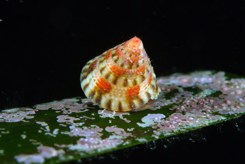 Conidi su posidonia = jujubinus exasperatus